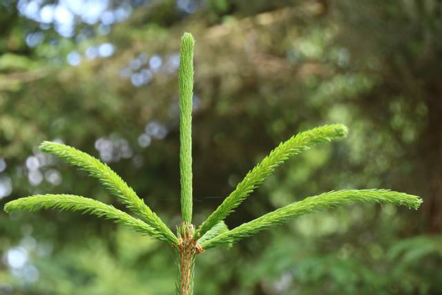 Flèche d'un sapin