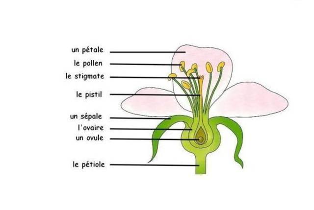 Anatomie Fleur Francais