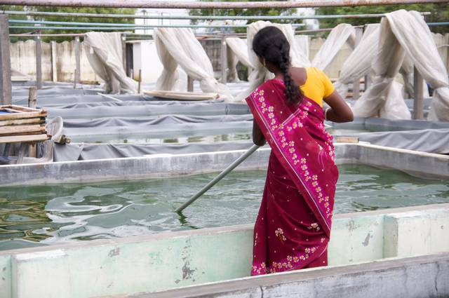 Spiruline produite en bassins, en Inde