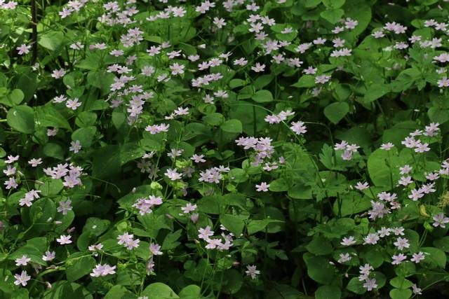 Tapis fleuri de Claytonia sibirica