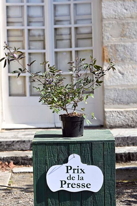 Vitex 'Flip Side' ®