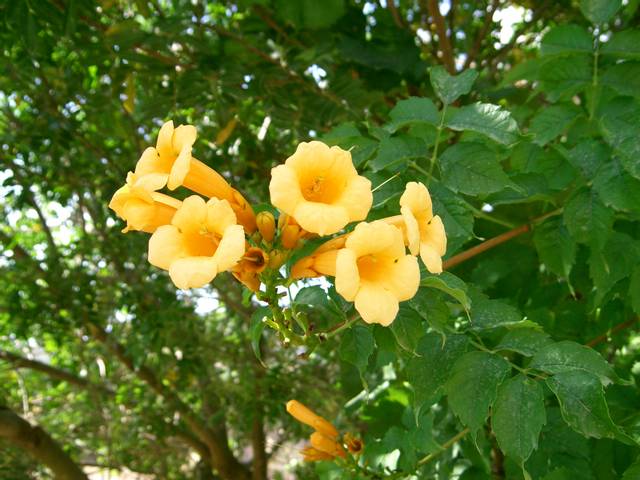 Bignone 'Yellow trumpet'
