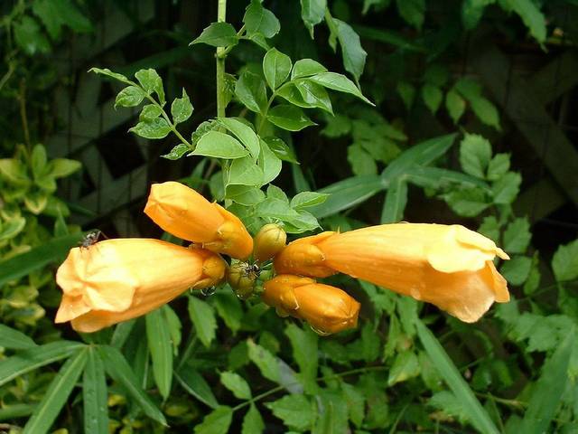 Bignone 'Yellow trumpet'