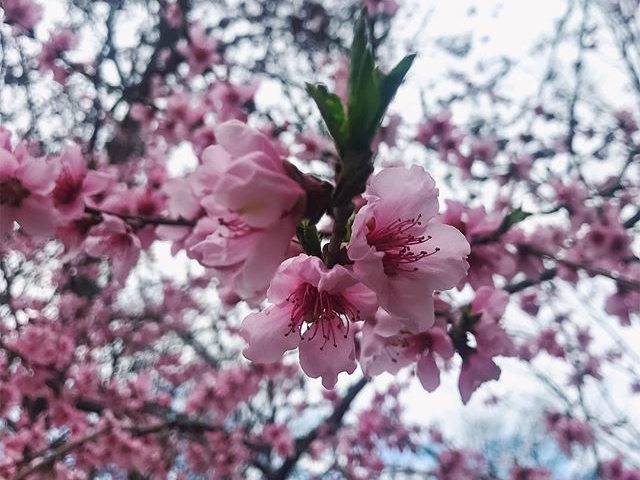Pêcher 'Saturne' en fleurs