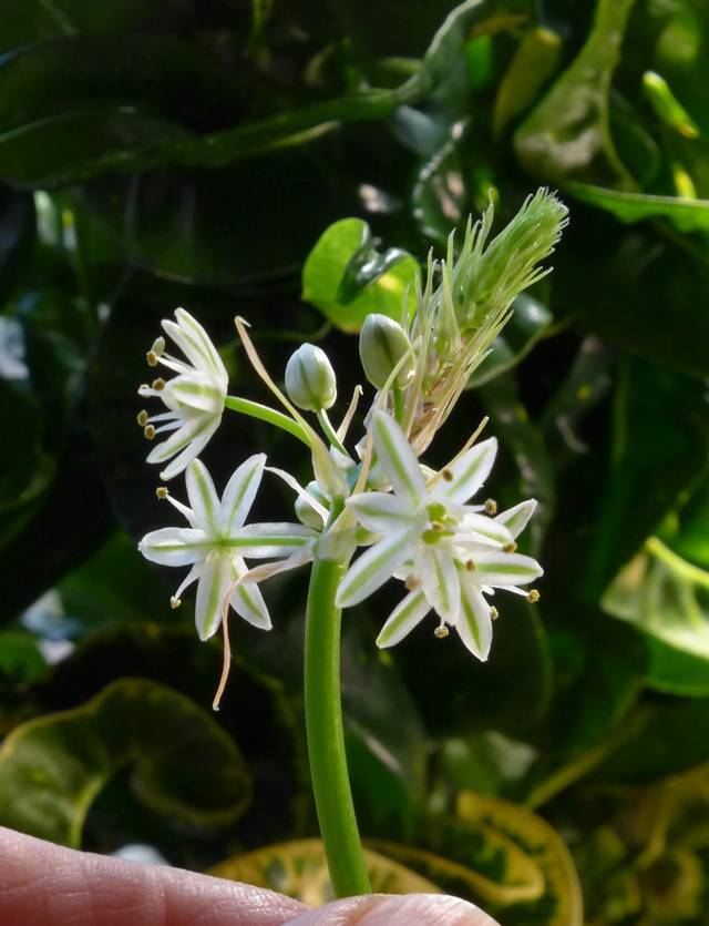 Albuca bracteata - floraison