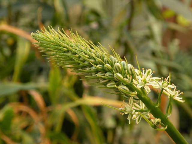 Albuca bracteata - inflorescence
