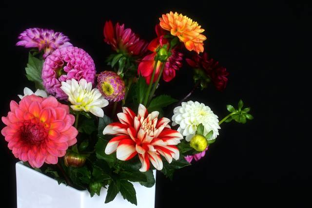 Bouquet d'automne (dahlias)