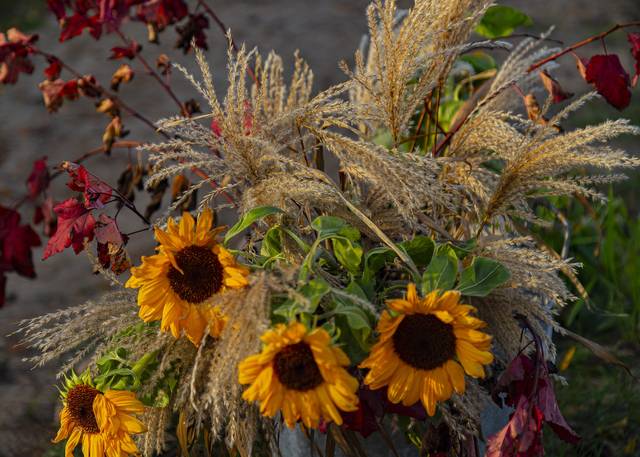 Bouquet d'automne (graminées et tournesol)