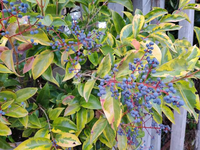 Baies de troène doré (ligustrum aureum)