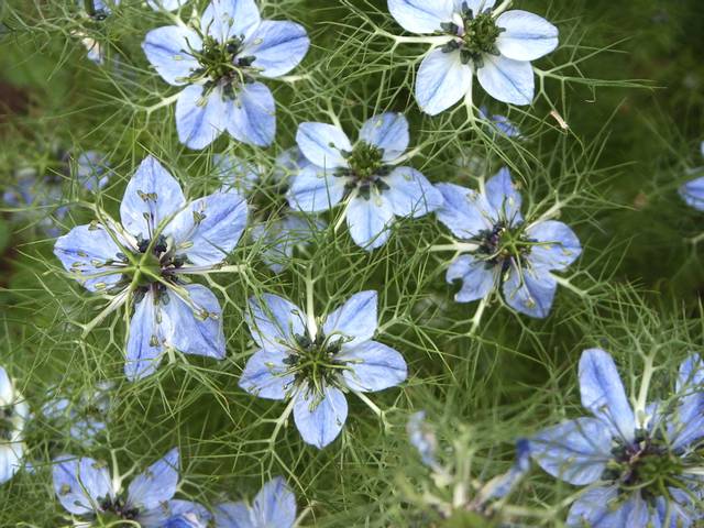 Nigella sativa : fleurs