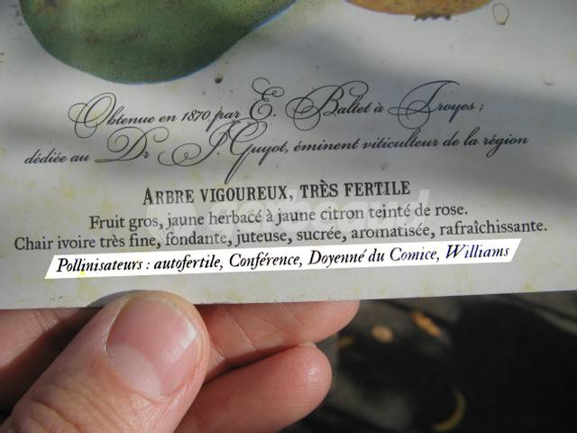 Mention des pollinisateurs sur l'étiquette d'un poirier