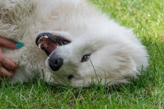 Le Samoyède est un chien joueur