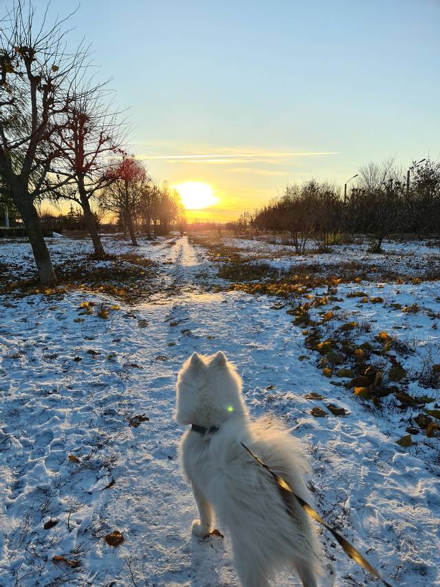 Le Samoyède ne craint pas le froid