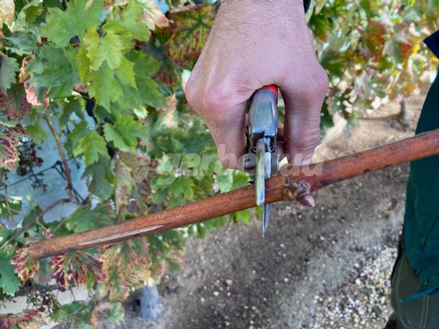 Raccourcissement des boutures : coupe sous un oeil