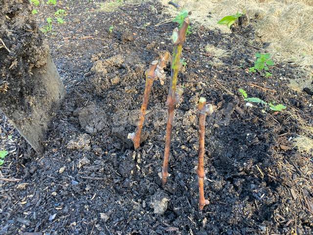 Mise en terre des boutures