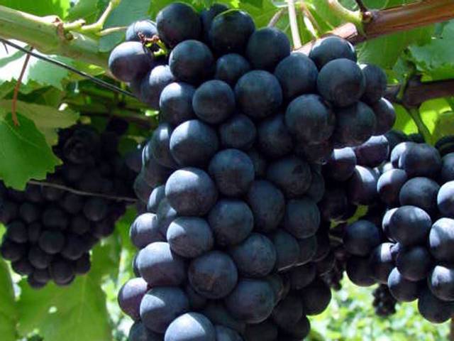 Grappe de raisin 'Alphonse Lavallée'