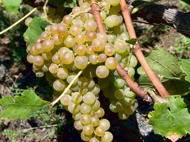 Grappe de chasselas doré