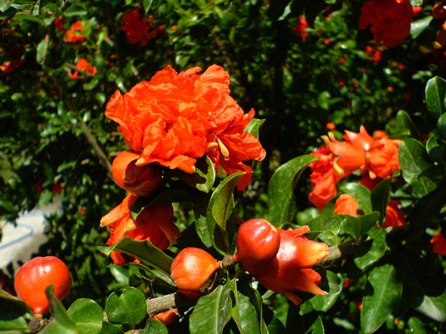 Fleurs de grenadier double