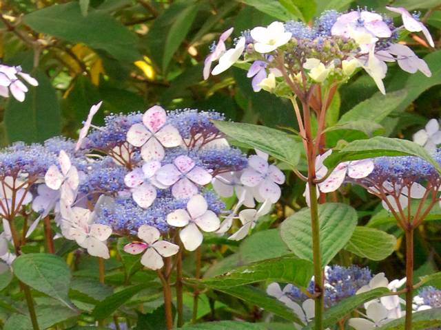 Hydrangea serrata 'Blue Bird'