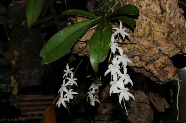 Aerangis biloba cultivée sur plaque de liège