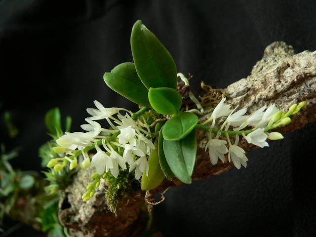 Aerangis hyaloides