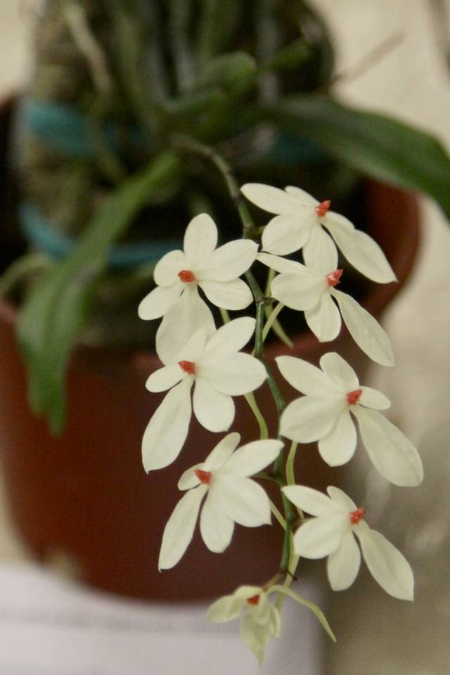 Aerangis luteoalba var. rhodosticta
