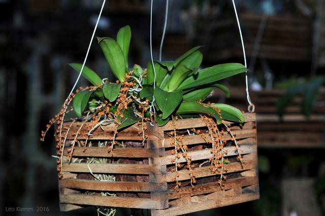 Aerangis (Microterangis) hariotiana cultivée en panier