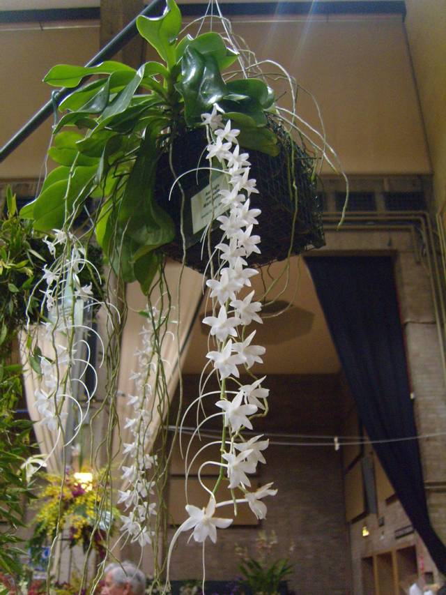 Aerangis modesta - suspension dans un panier