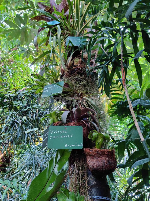 Automne Tropical - broméliacées