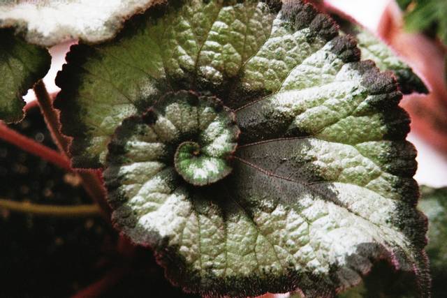 Begonia rex : des feuillages extraordinaires en intérieur