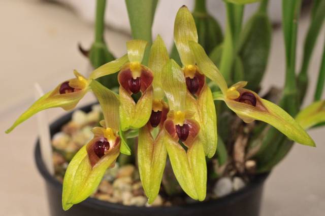 Bulbophyllum graveolens
