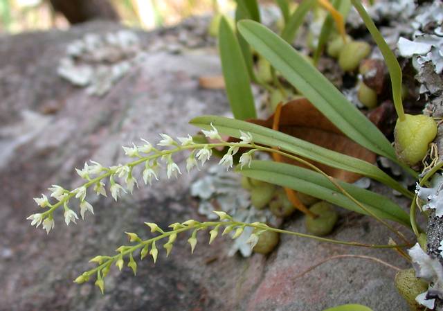 Bulbophyllum parviflora 