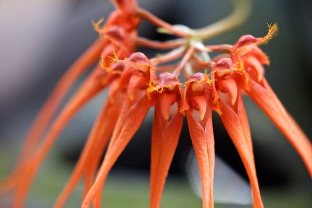 Bulbophyllum tingabarinum