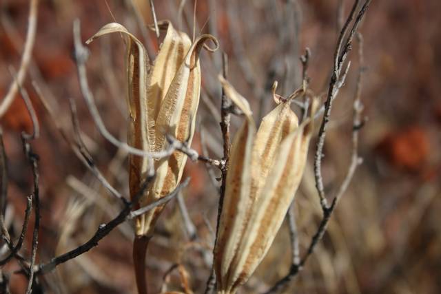Fruits contenant les graines de Calochortus