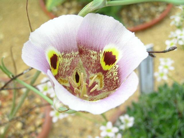 Calochortus superbus