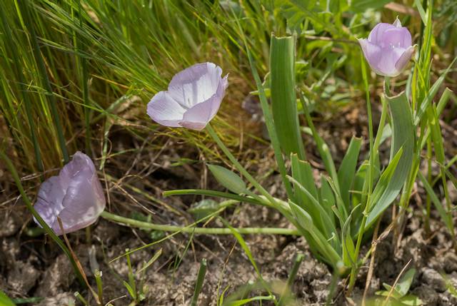 Calochortus uniflorus