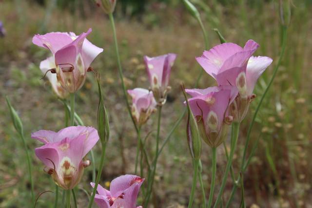 Calochortus venustus