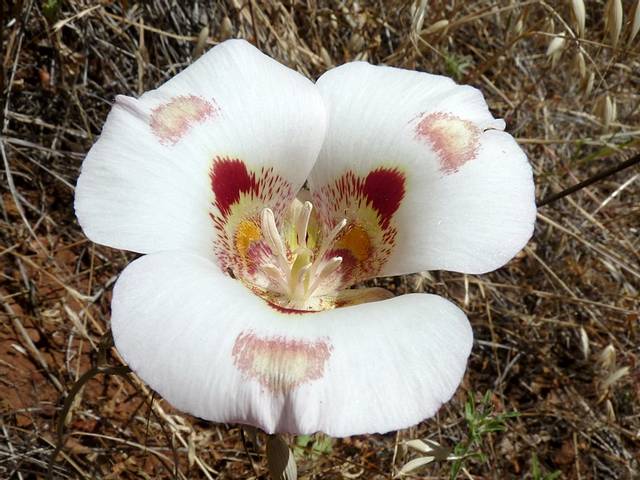 Calochortus venustus