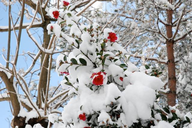 Camellia sasanqua sous la neige
