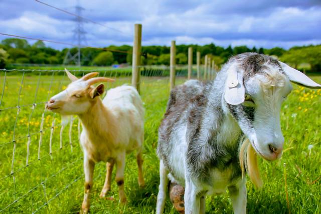 Chèvres naines avec accès à de l'herbe fraîche