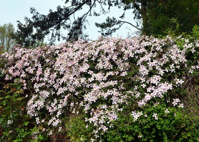 Clematis montana