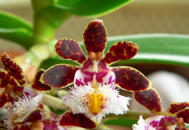 Gastrochilus bellinus (détail des fleurs)