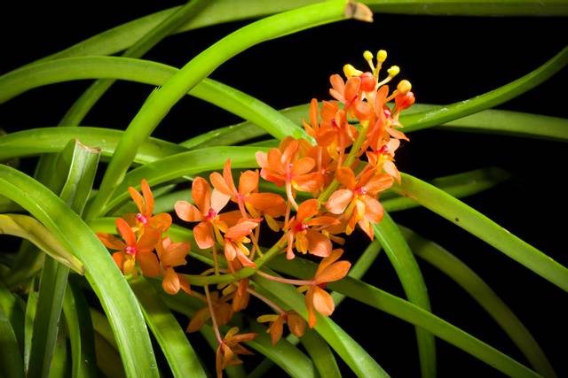 Gastrochilus curvifolius (Vanda curvifolia)