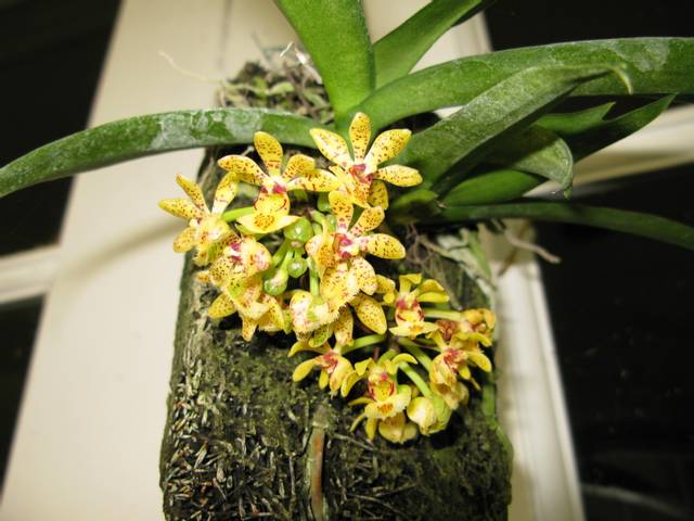 Gastrochilus dasypogon cultivée sur plaque de liège
