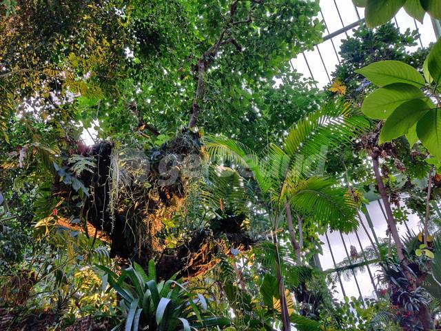 Grande serre du Jardin des Plantes (Paris)