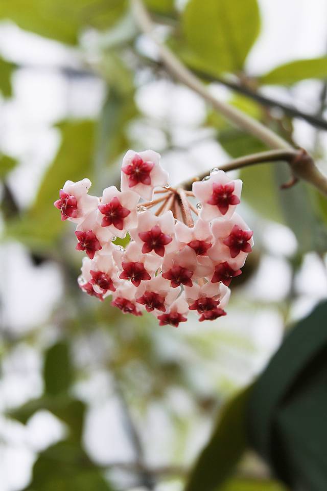 Hoya obovata (inflorescence)