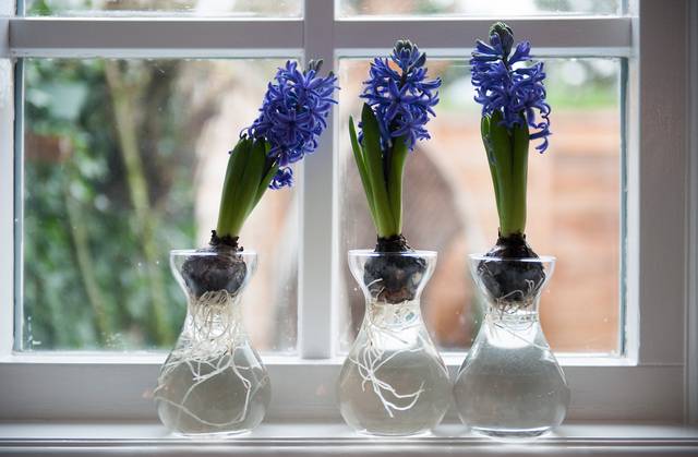 Bulbes de jacinthes forcés sur vase