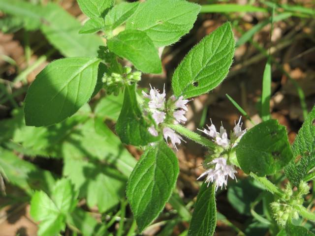 Mentha arvensis