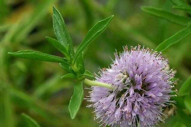 Mentha cervina, menthe pouliot