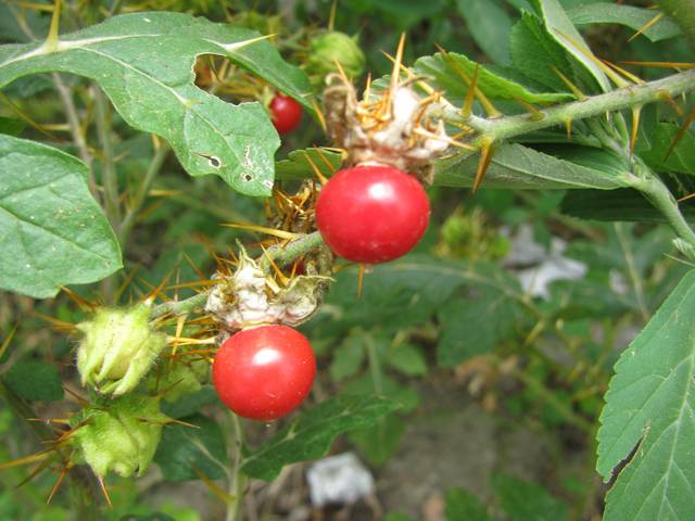 Baies de morelles de Balbis